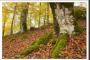 I COLORI DELL'AUTUNNO